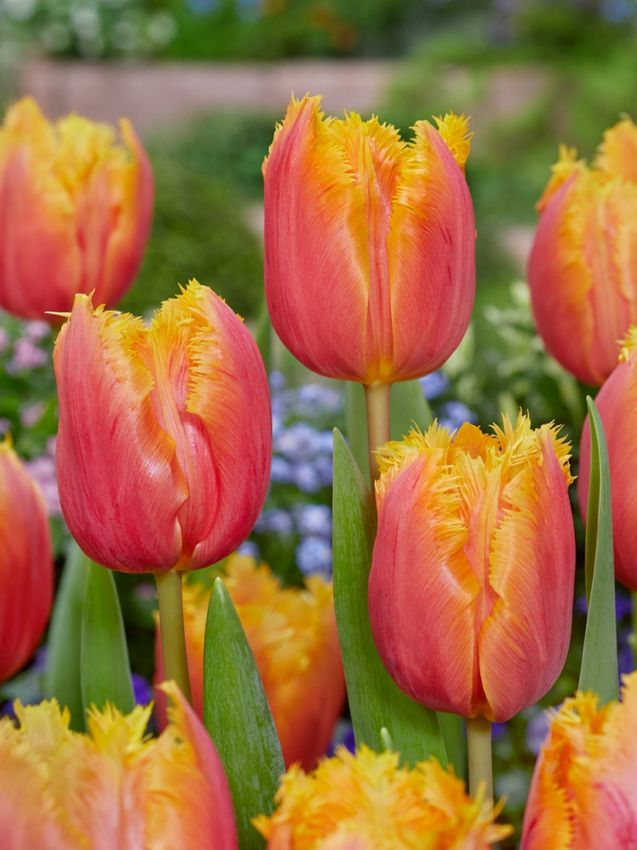 Tulpen Lambada