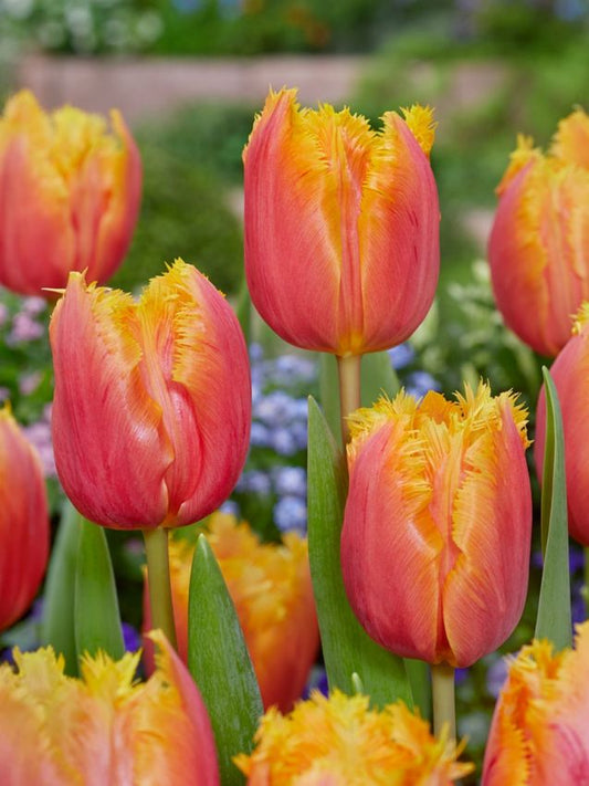 Tulpen Lambada