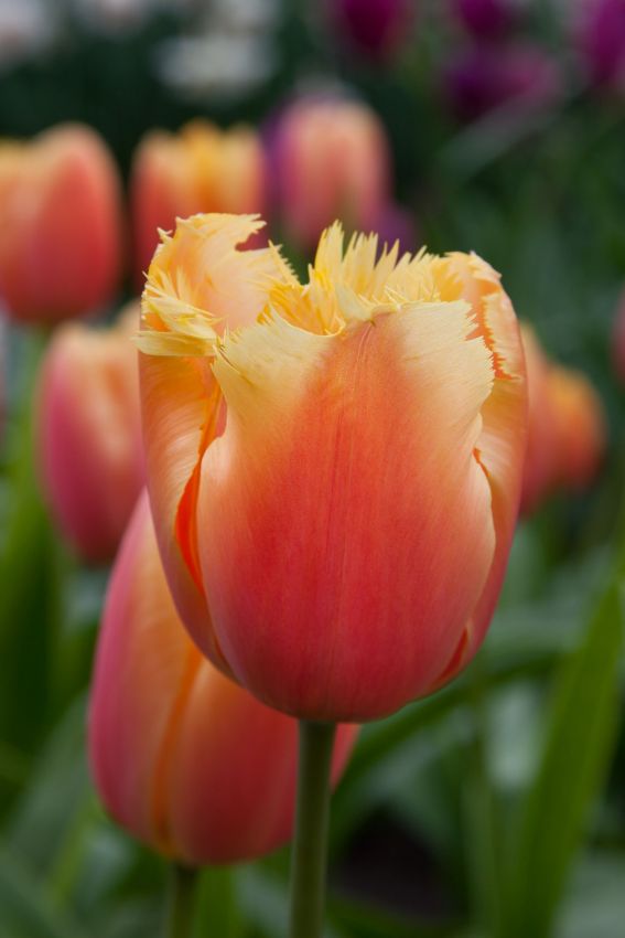 Tulpe 'Lambada' - 20 Stück
