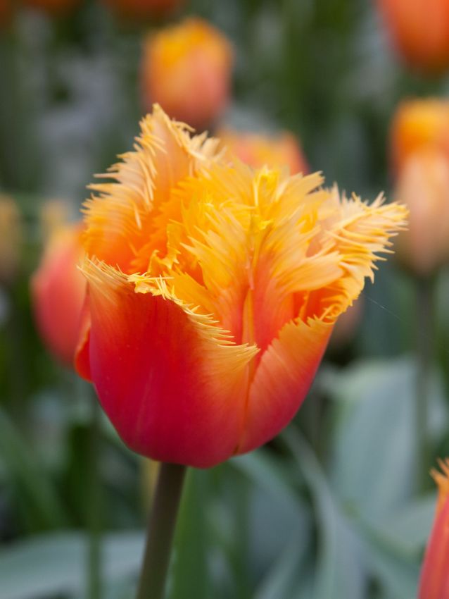 Tulpe 'Lambada' - 20 Stück