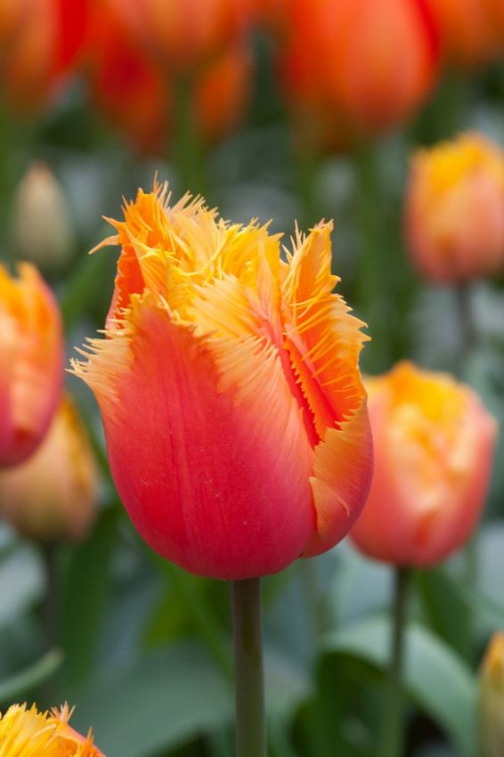 Tulpe 'Lambada' - 20 Stück
