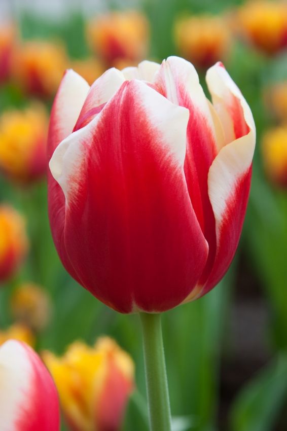 Tulpe 'Leen Van Der Mark' - 20 Stück