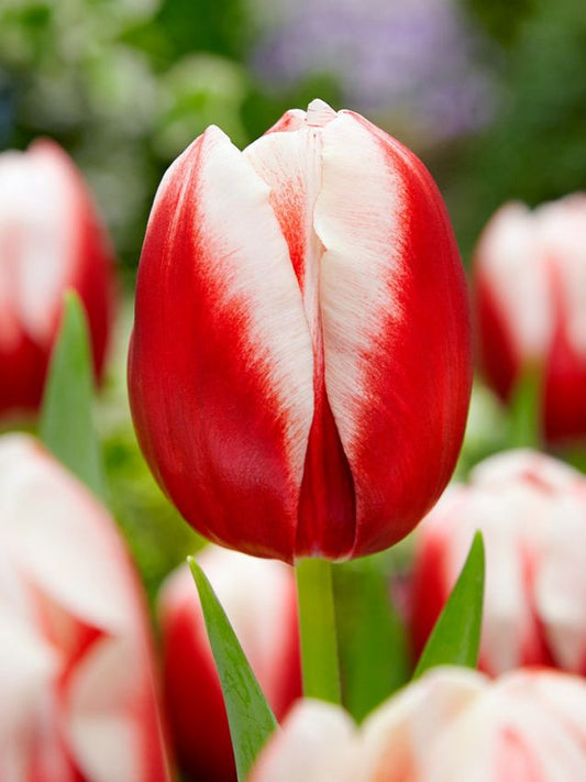 Tulpen Leen van der mark