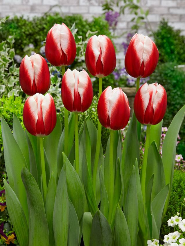 Tulpe 'Leen Van Der Mark' - 20 Stück
