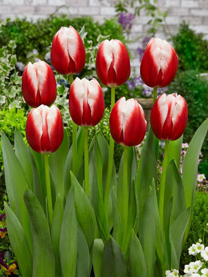 Tulpe 'Leen Van Der Mark' - 20 Stück