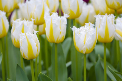 Tulipa 'Lemon Beauty' - Tulpe