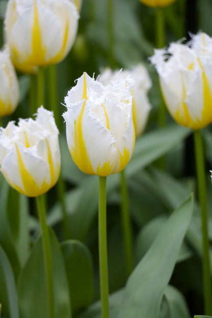 Tulipa 'Lemon Beauty' - Tulpe
