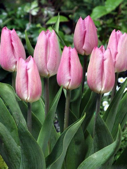 Tulpen Light pink prince