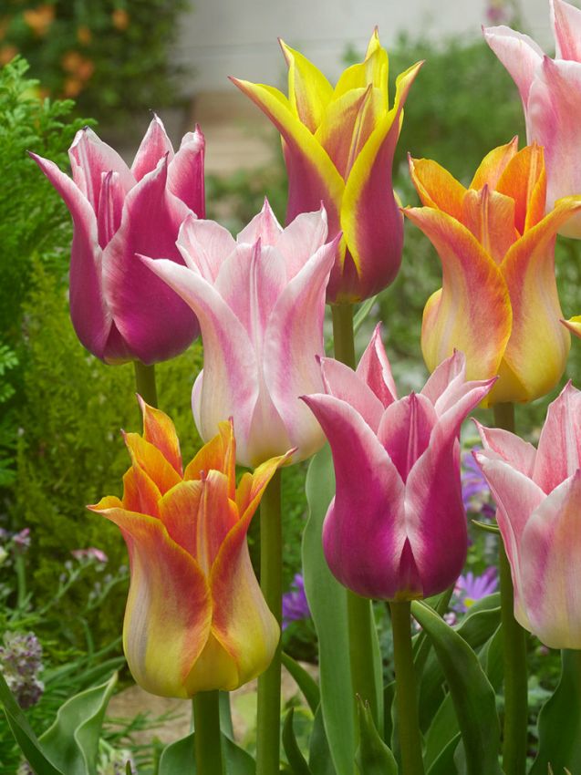 Tulpen Lilienblutig mischung