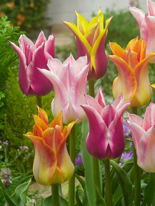 Tulpen Lilienblutig mischung