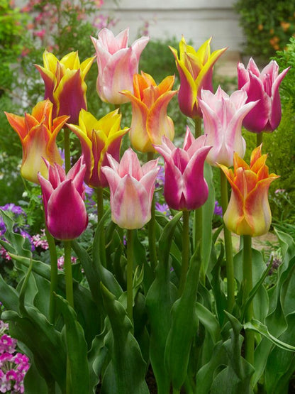 Tulpe 'Lilienblutig Mischung' - 20 Stück