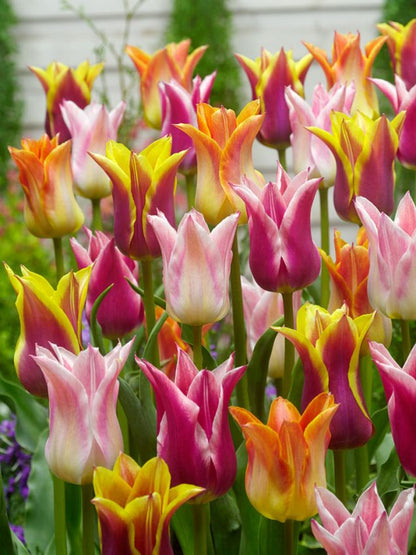 Tulpe 'Lilienblutig Mischung' - 20 Stück