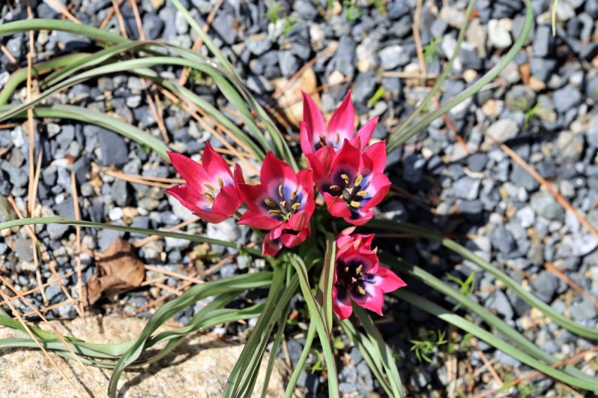 Tulpe 'Little Beauty' - 75 Stück