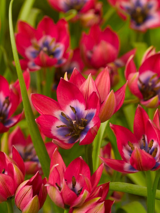 Tulpen Little beauty