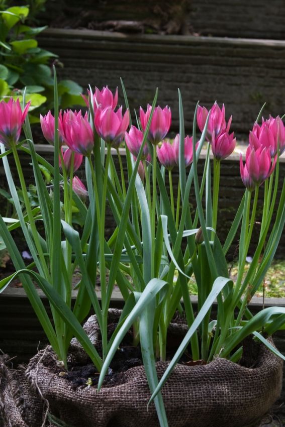 Tulpe 'Little Beauty' - 75 Stück