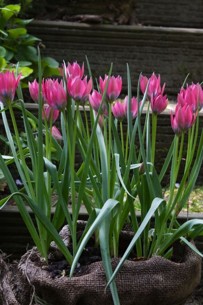 Tulpe 'Little Beauty' - 75 Stück
