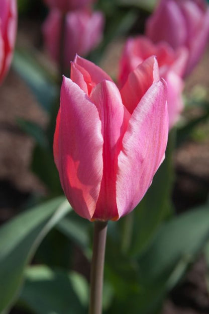 Tulpe 'Little Beauty' - 75 Stück