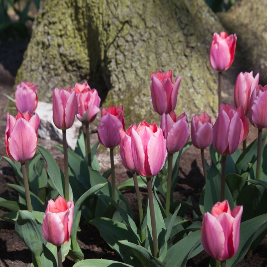 Tulpe 'Little Beauty' - 75 Stück