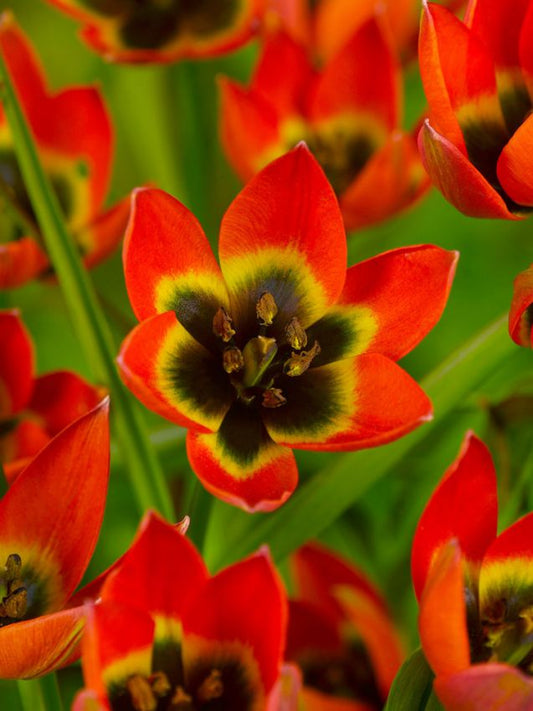 Tulpen Little princess