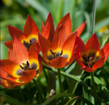 Tulpe 'Little Princess' - 60 Stück