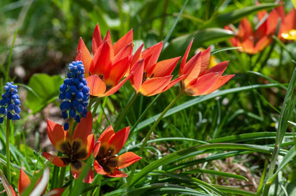 Tulpe 'Little Princess' - 60 Stück