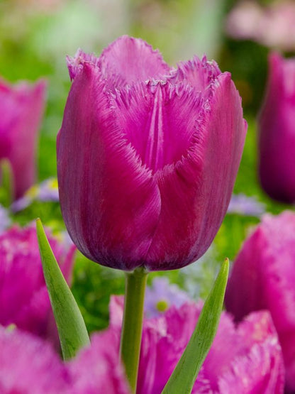 Tulpe 'Louvre' - 25 Stück