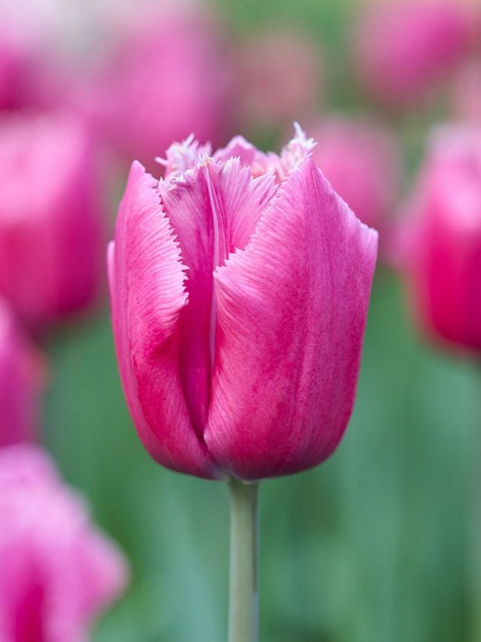 Tulpen Louvre