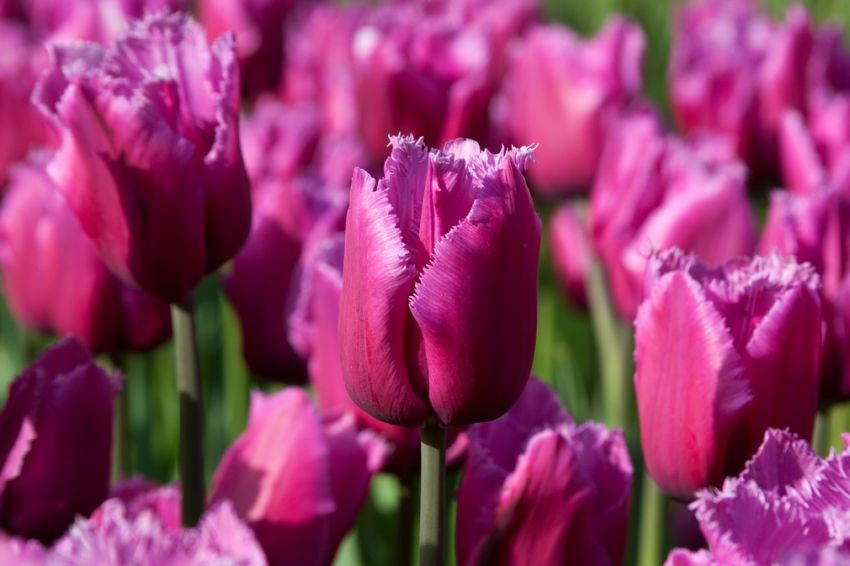 Tulpe 'Louvre' - 25 Stück
