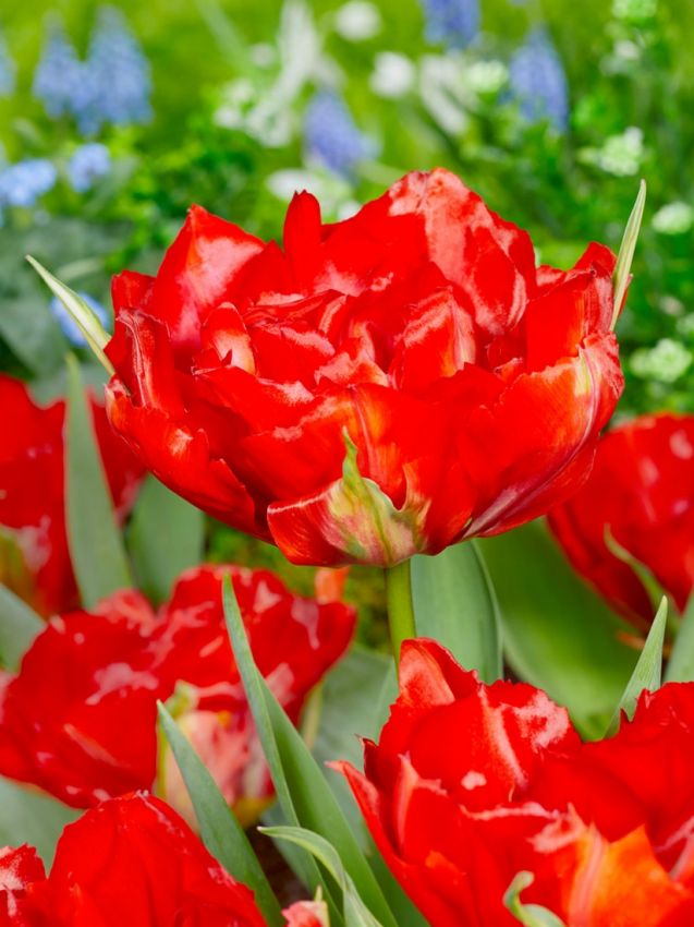 Tulpen Love valley