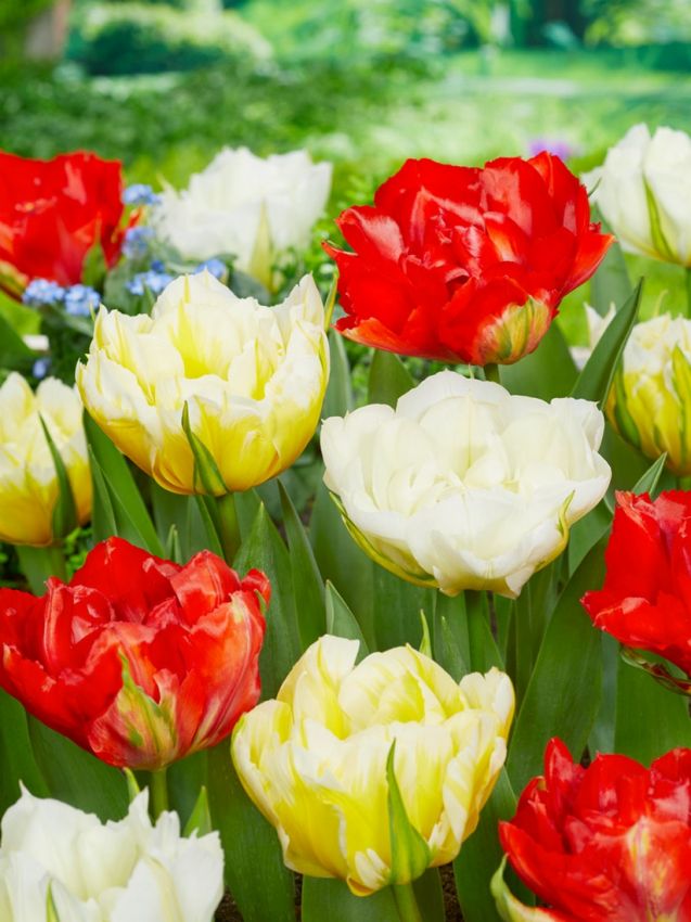 Tulpe 'Love Valley' - 10 Stück