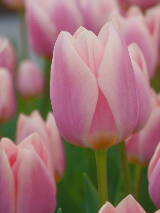 Tulpen Mandy's choice