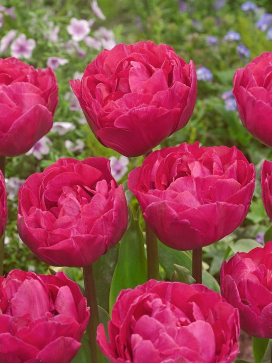 Tulpen Margarita