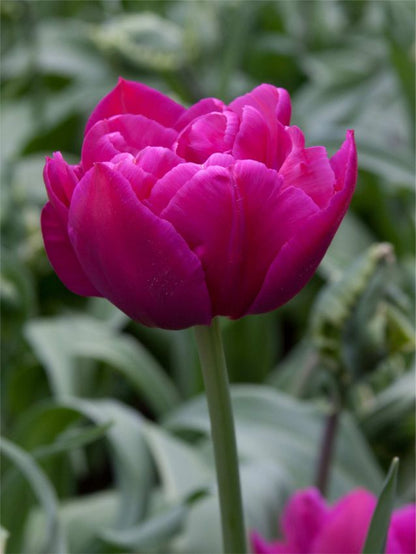 Tulipa 'Margarita' - Tulpe