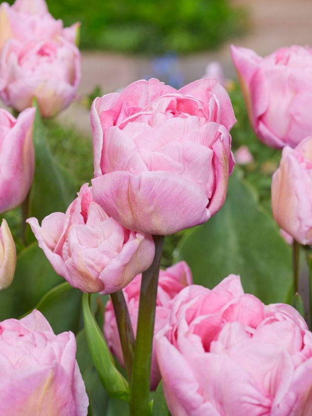 Tulpen Mariage