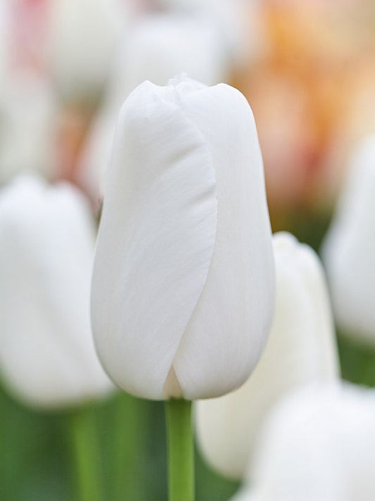 Tulpen Maureen