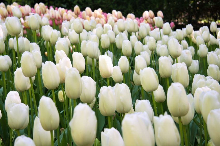 Tulpe 'Maureen' - 25 Stück