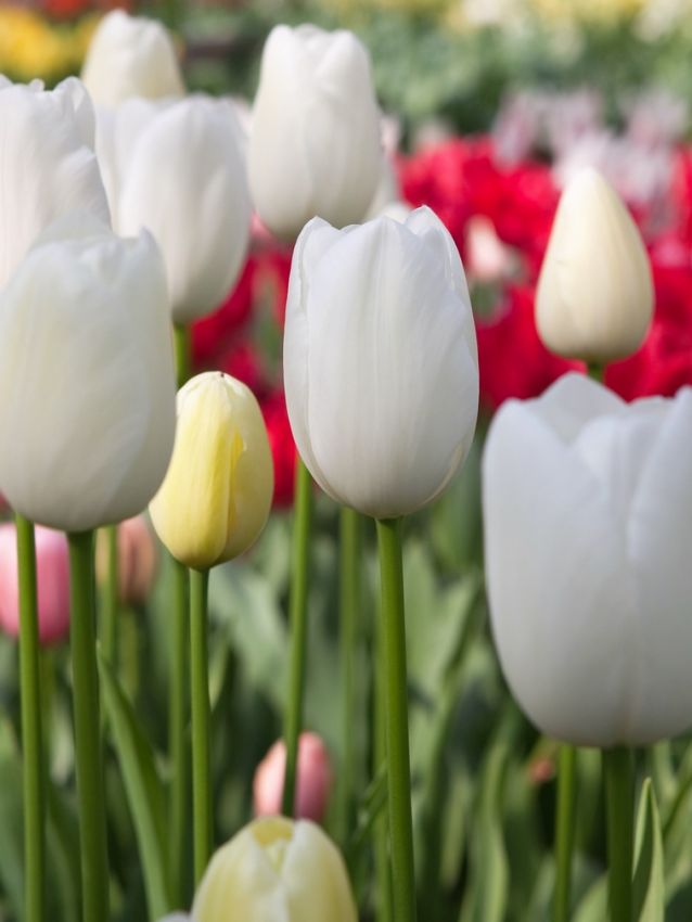 Tulpe 'Maureen' - 25 Stück
