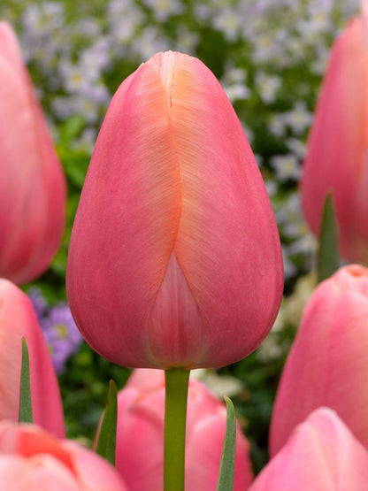 Tulipa 'Menton' - Tulpe