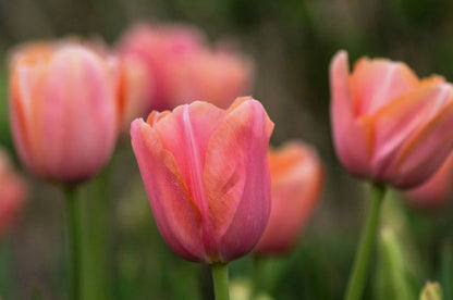 Tulipa 'Menton' - Tulpe