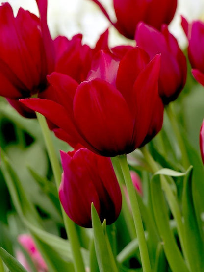 Tulpe 'Merlot' - 20 Stück