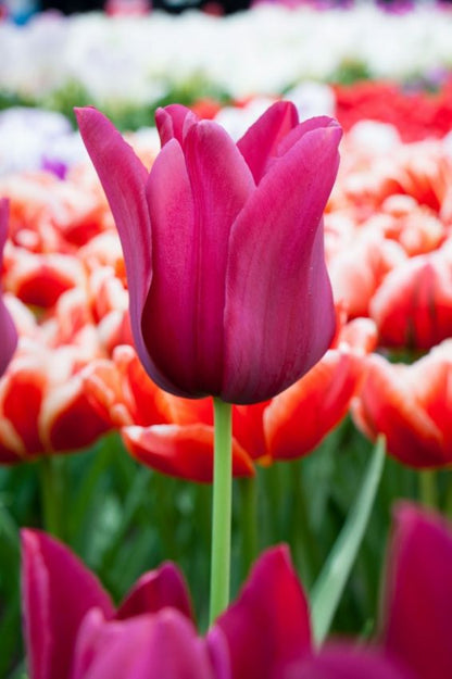 Tulpe 'Merlot' - 20 Stück