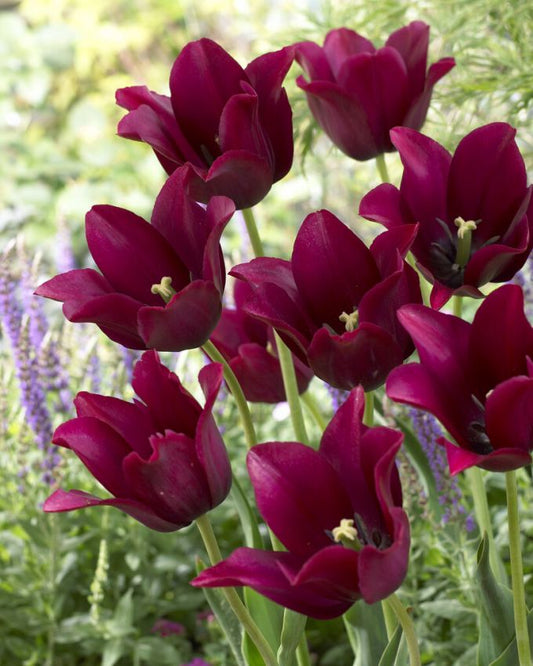 Tulpen Merlot