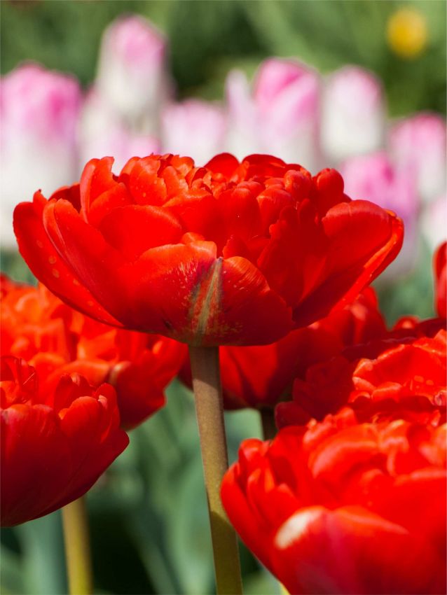 Tulpe 'Miranda' - 25 Stück