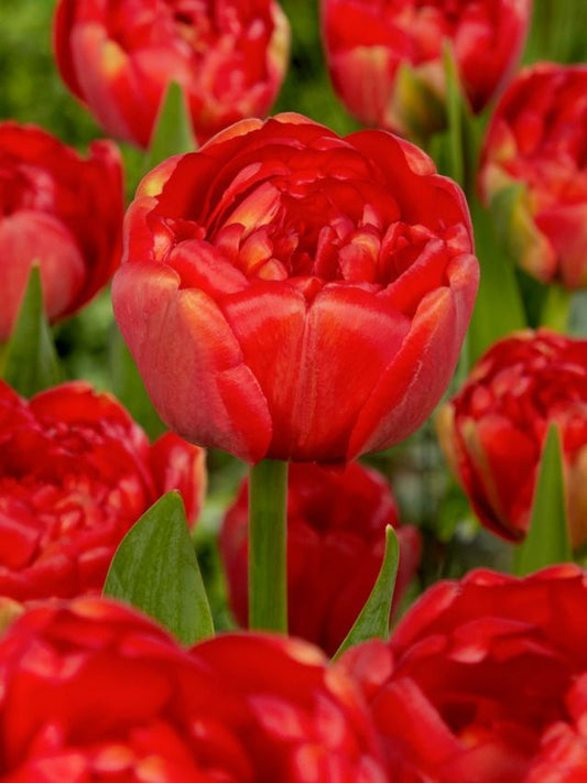 Tulpen Miranda