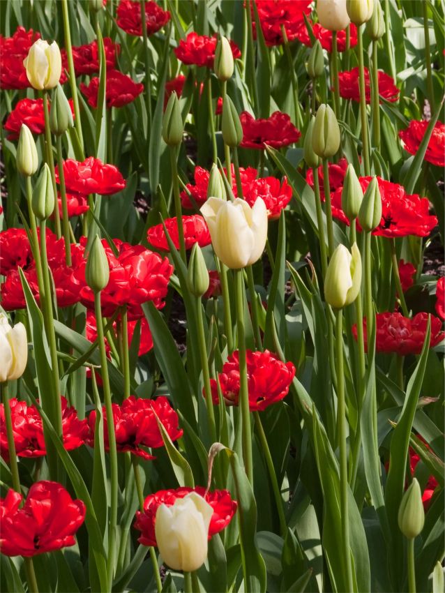 Tulpe 'Miranda' - 25 Stück