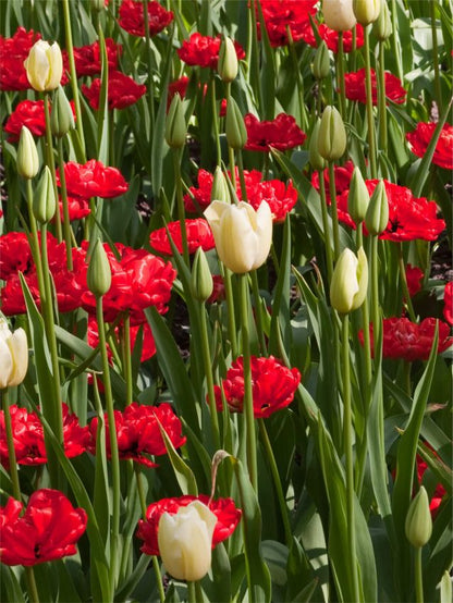Tulpe 'Miranda' - 25 Stück