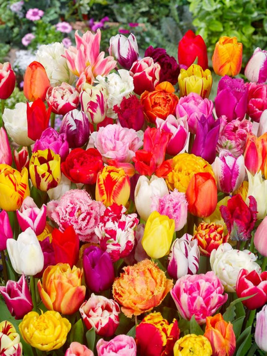 Tulpen Pflückgarten mischung deluxe