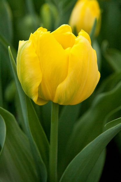 Tulpe 'Monte Carlo' - 25 Stück