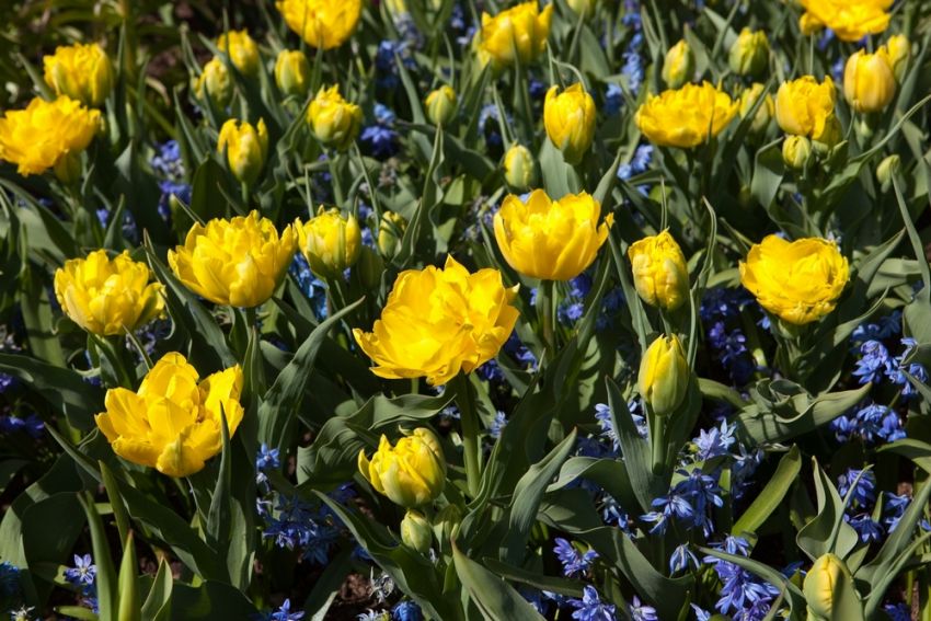 Tulpe 'Monte Carlo' - 25 Stück