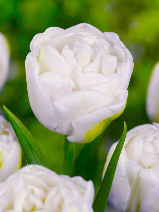 Tulpen Mount tacoma